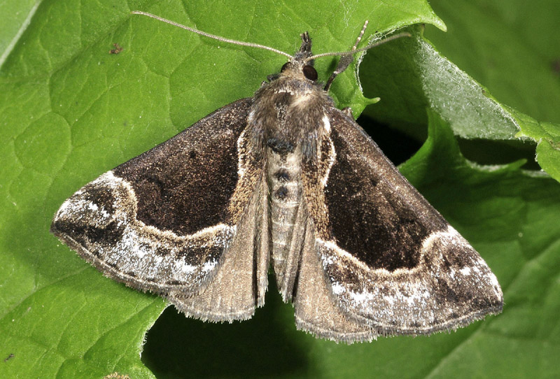 Alcune specie da Vezza d''Oglio